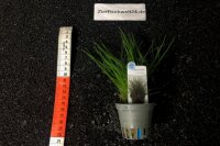 Eleocharis acicularis Nadelsimse