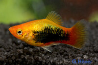 Platy Gold-Tuxedo