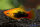 Platy Gold-Tuxedo
