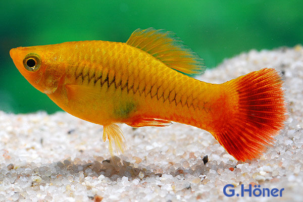 Platy Papagei simpson