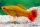 Platy Papagei simpson