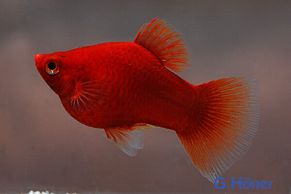 Korallenplaty rot