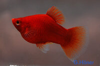 Korallenplaty rot