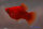 Korallenplaty rot