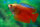 Roter Zwergfadenfisch
