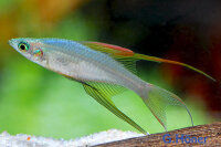 Prachtregenbogenfisch