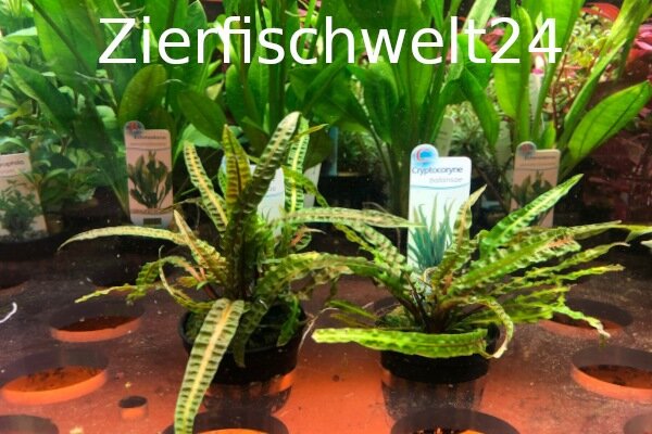 Cryptocoryne crispatula var. balansae (Genoppter Wasserkelch)