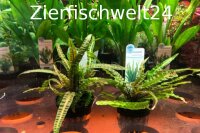 Cryptocoryne crispatula var. balansae (Genoppter...