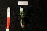 Cryptocoryne crispatula var. balansae (Genoppter...