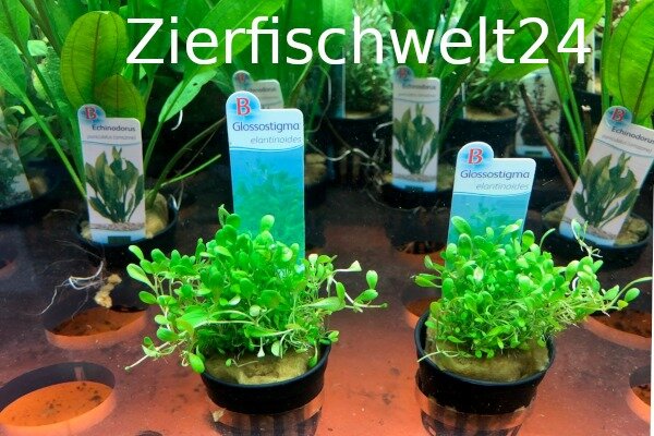 Glossostigma elatinoides Zungenblatt