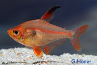 Roter Phantomsalmler