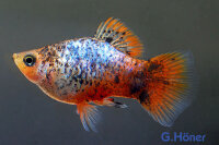 Platy Calico