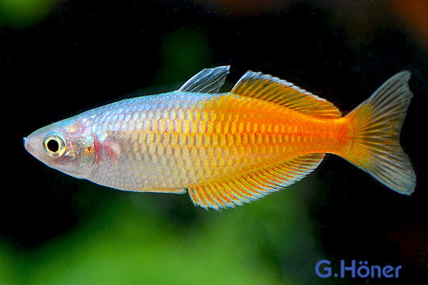Boeseman´s Regenbogenfisch Melanotaenia boesemani