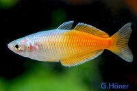 Boeseman´s Regenbogenfisch Melanotaenia boesemani