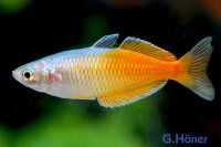 Boeseman´s Regenbogenfisch Melanotaenia boesemani