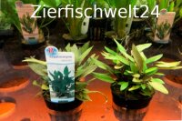 Cryptocoryne wendtii braun