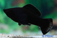 Black Molly