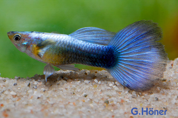 Guppy Mann Neon-Blau