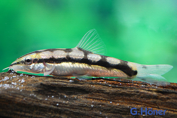 Schachbrettschmerle