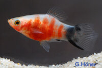 Platy Blutendes-Herz