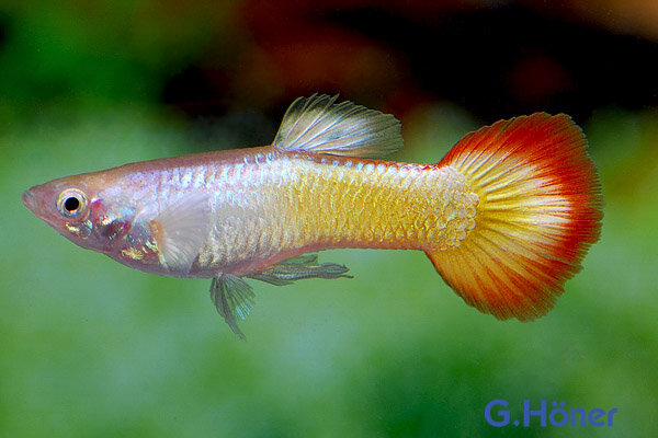 Guppy Mann Flame
