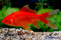 Goldfisch 13-16 cm
