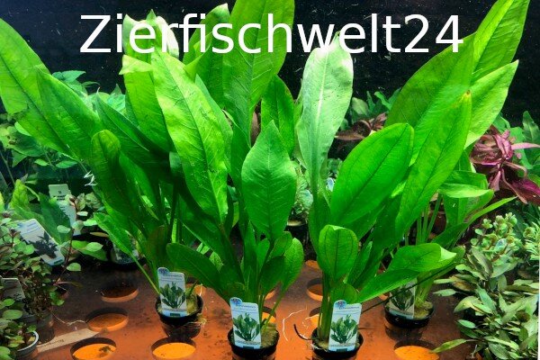 Echinodorus bleheri