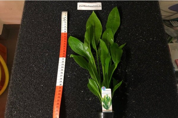 Echinodorus bleheri, 5,95