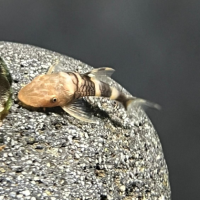 Orange-Zebra-Otocinclus
