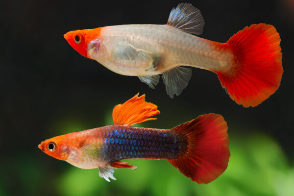 Koi-Guppy Red nose Tuxedo blau