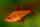 Muzel Red Cherry Salmler