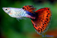 Guppy Mann King-Cobra-Rot