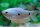 Fadenfisch blau