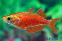 Lachsroter Regenbogenfisch