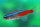 Neonsalmler