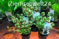 Rotala rotundifolia "orange juice"