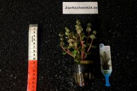 Rotala rotundifolia "orange juice"