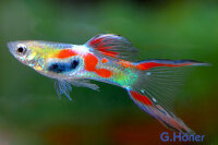 Guppy Endler Mann