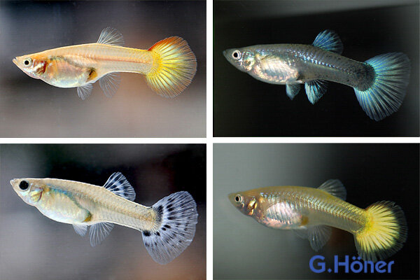 Guppy Weib Mix