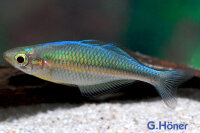 Blauer Regenbogenfisch