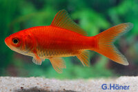 Goldfisch 5-8 cm